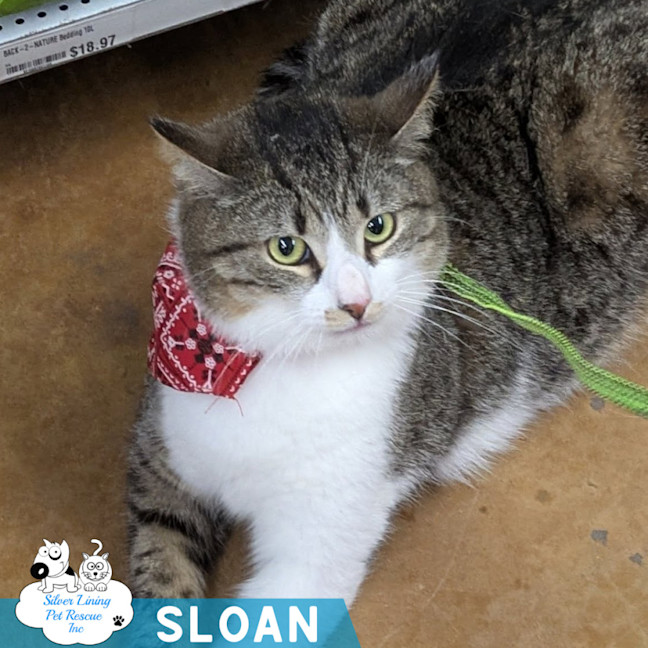 Photo of Sloan