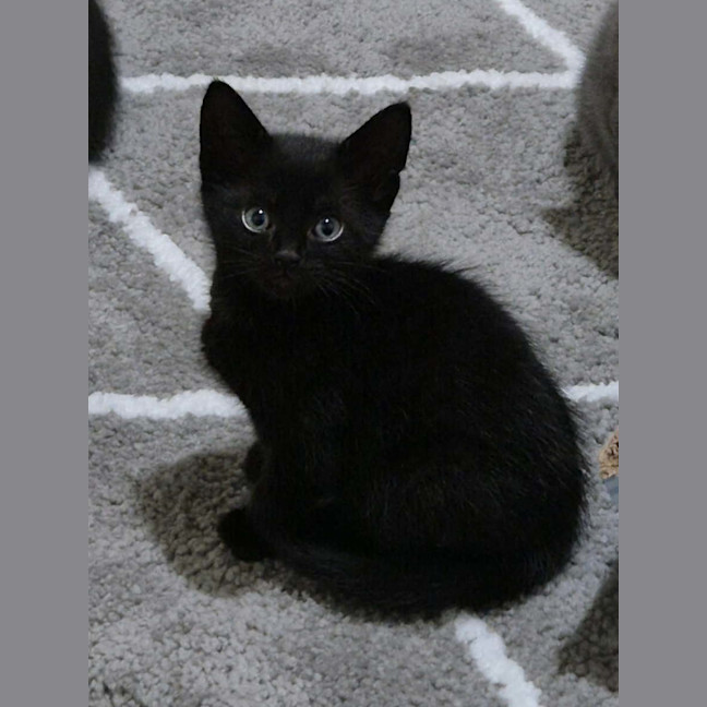 Photo of Nyx Meet Me@Petstock Hastings Store