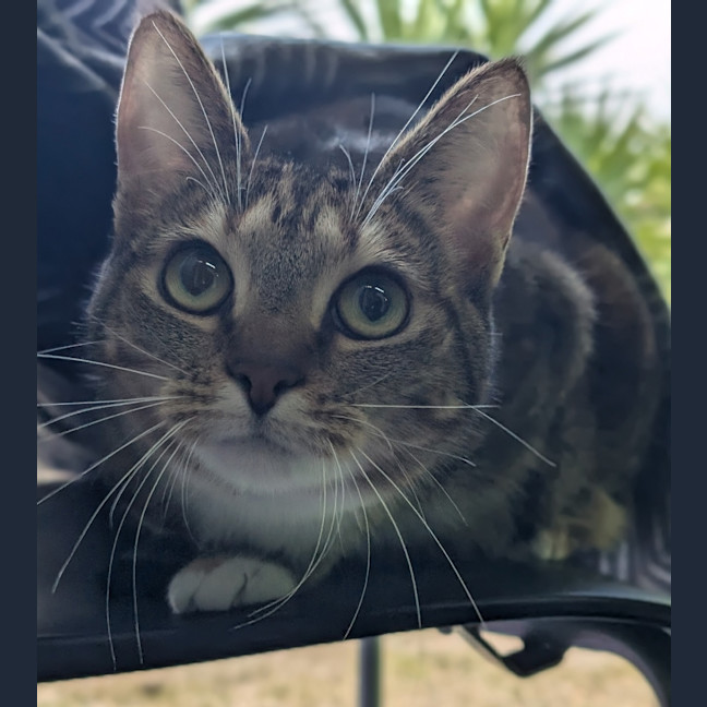 Photo of Puss In Boots