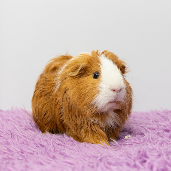 Photo of Iggy Popcorn