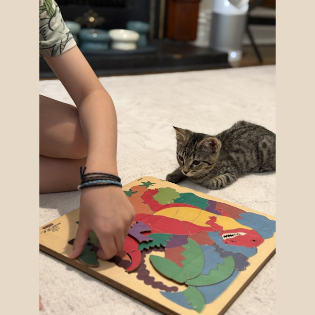 Photo of Nova *9 Lives Project Rescue*