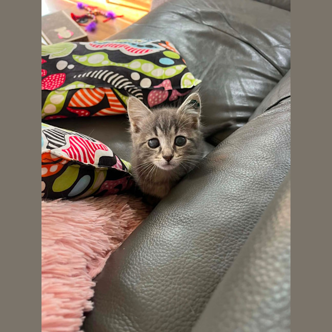 Photo of Pip