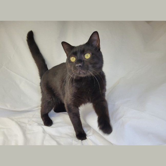 Photo of Butterscotch 