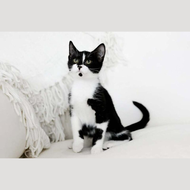 Photo of Ziggy