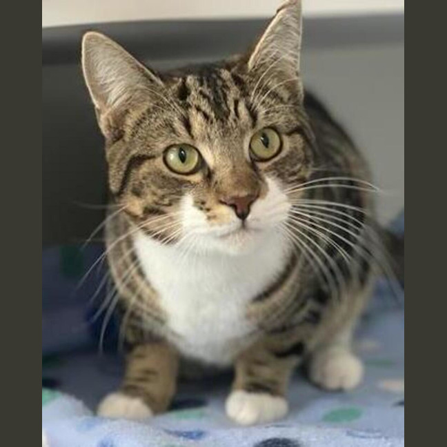 Photo of Felix
