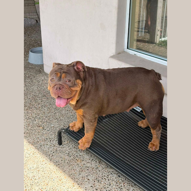 Photo of Tazzie