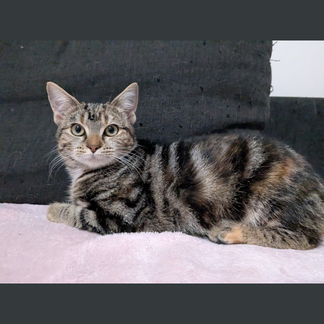 Photo of Miette And Blossom