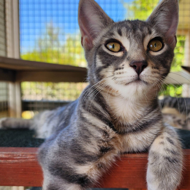 Photo of Blitzen