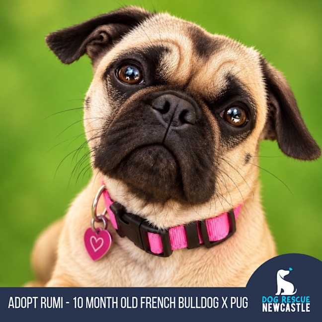 Photo of Rumi   10 Month Old French Bulldog X Pug