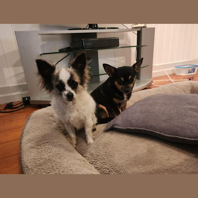 Photo of Meeka And Nugget