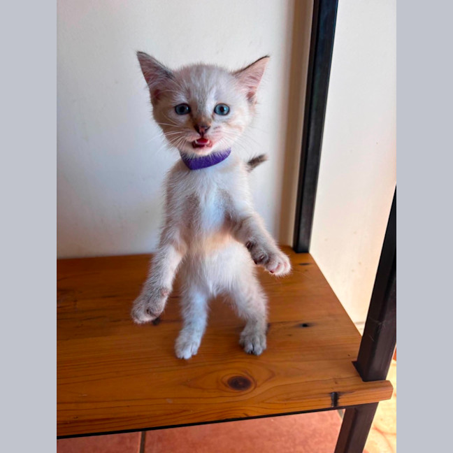 Photo of Penny