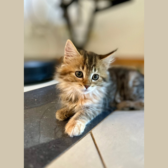 Photo of Athena   In Foster Care In Lower Plenty