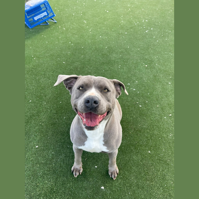 Photo of Zena Imp 1167