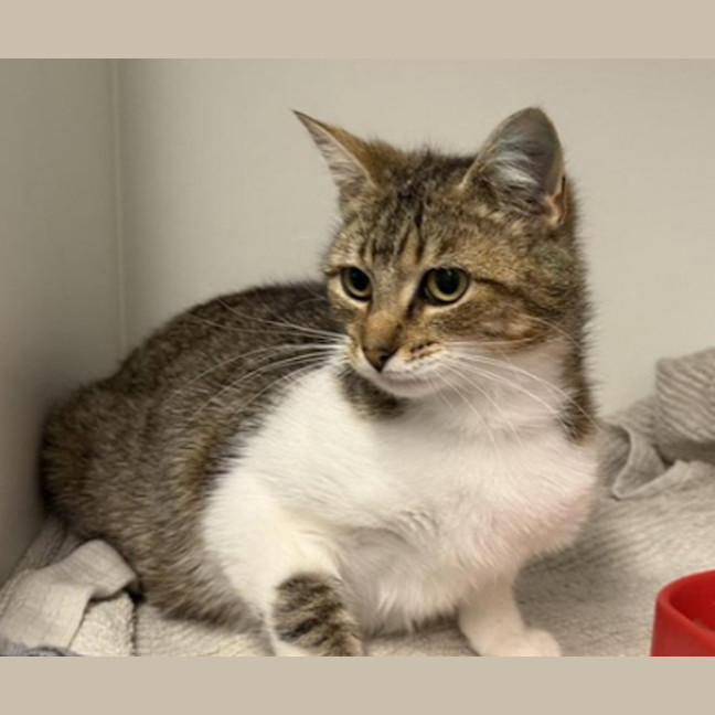 Photo of Poncho