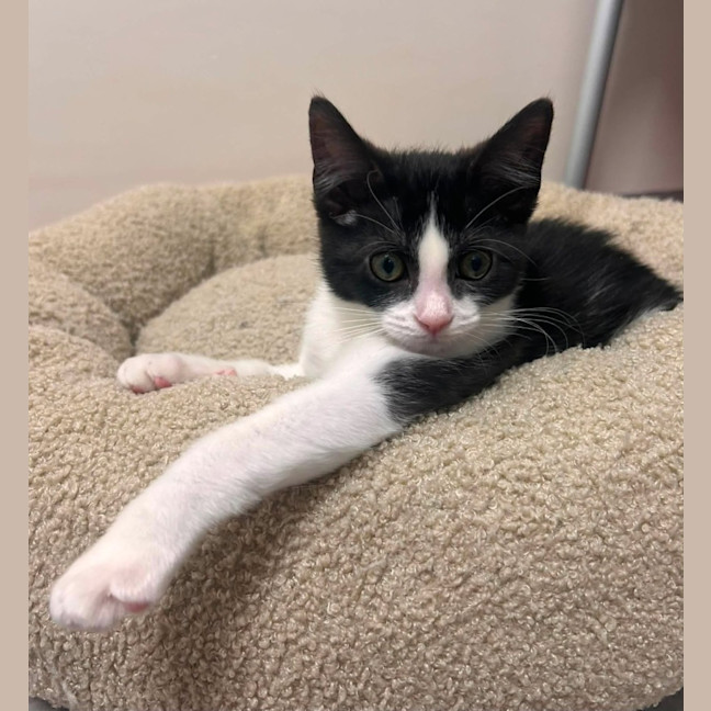 Photo of Tortelleni   In Foster Care In Ashburton