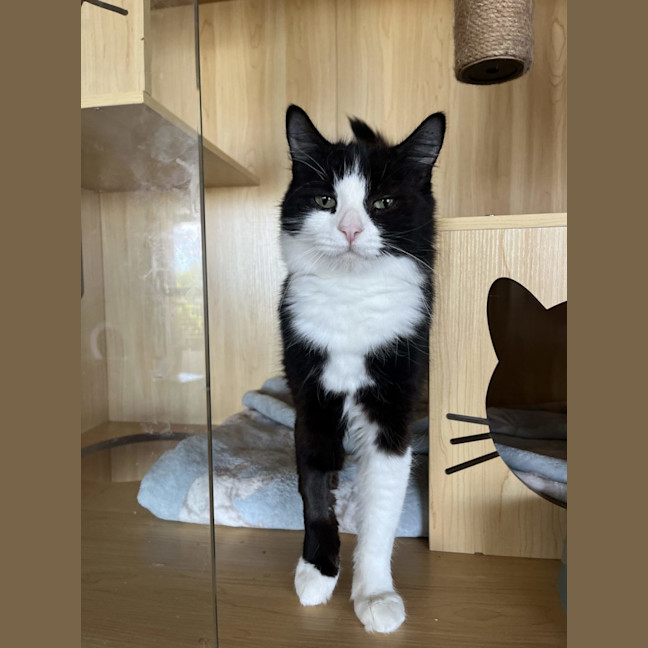 Photo of Jade Now At Pet Quarters Morisset
