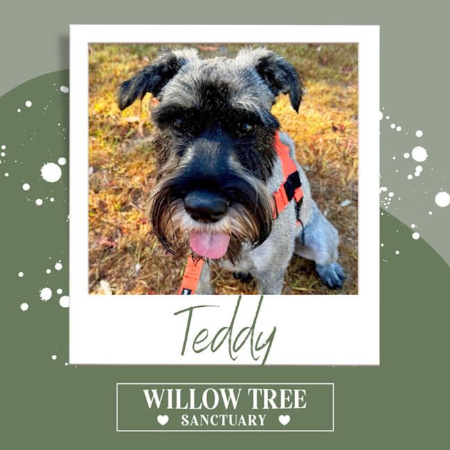 Photo of Teddy
