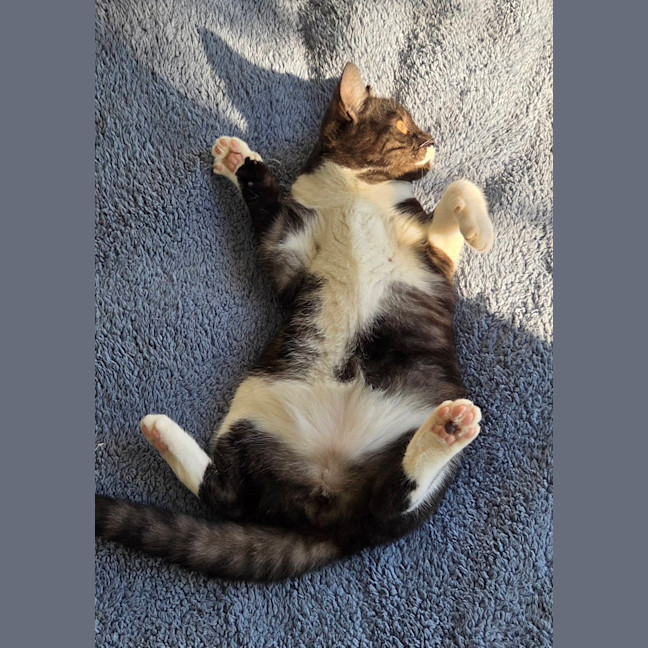 Photo of Monty (Was Moe)