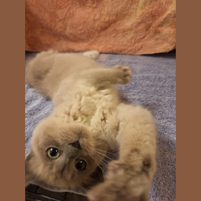 Photo of Lilac