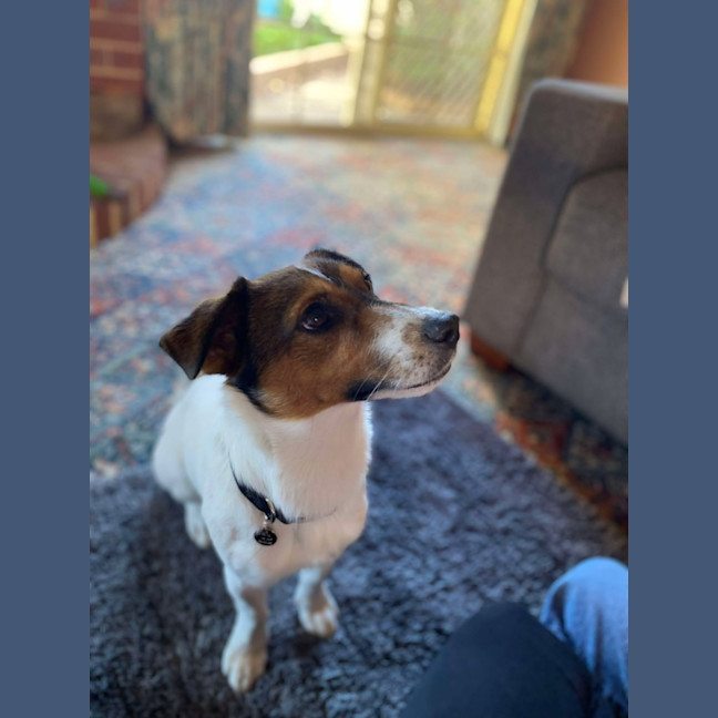 Photo of Buddy