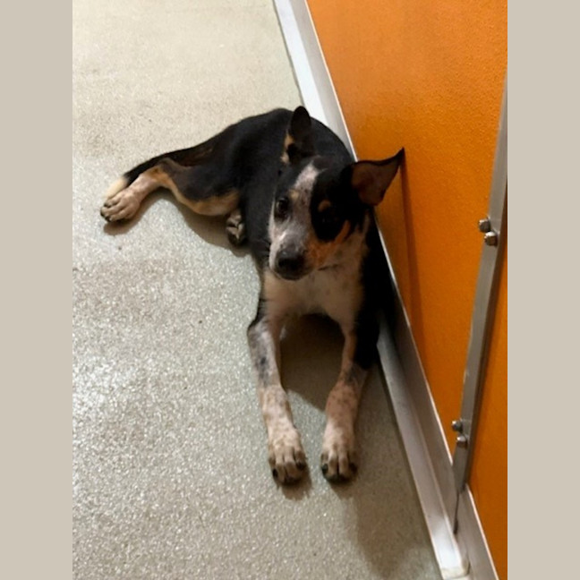 Photo of D1247 Imogen