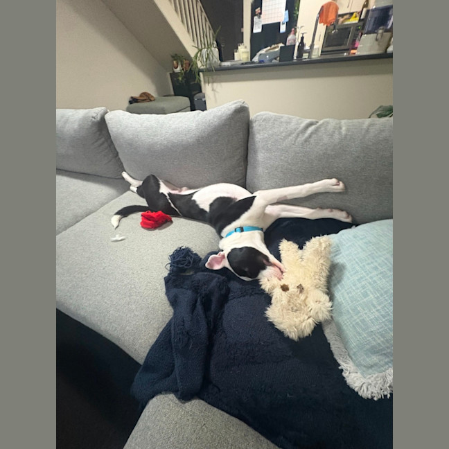 Photo of Tux   6 Month Old Staffy X