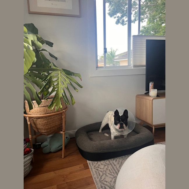 Photo of Frankie   2 Year Old French Bulldog