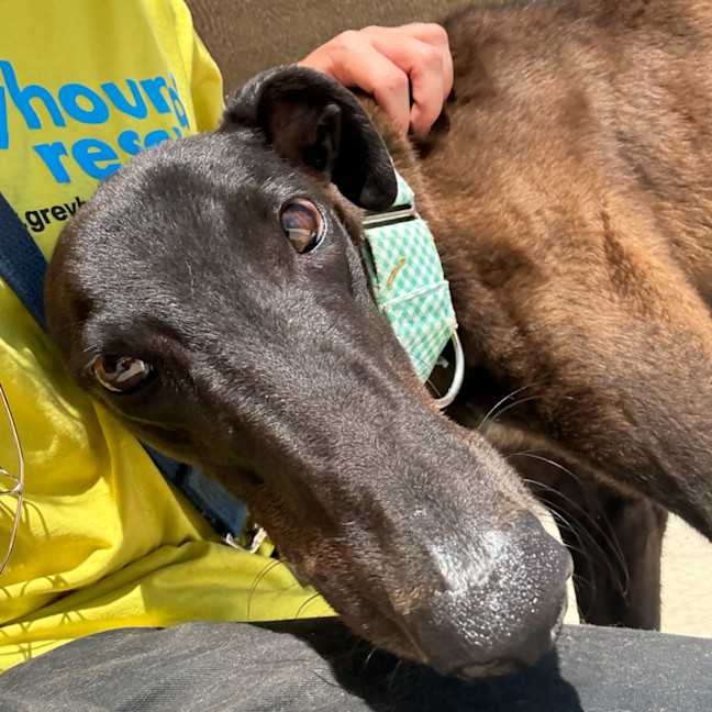 Photo of Baxter The Greyhound