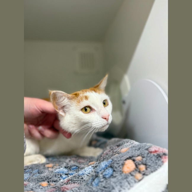 Photo of 🎪 Talulah 6700 🎪