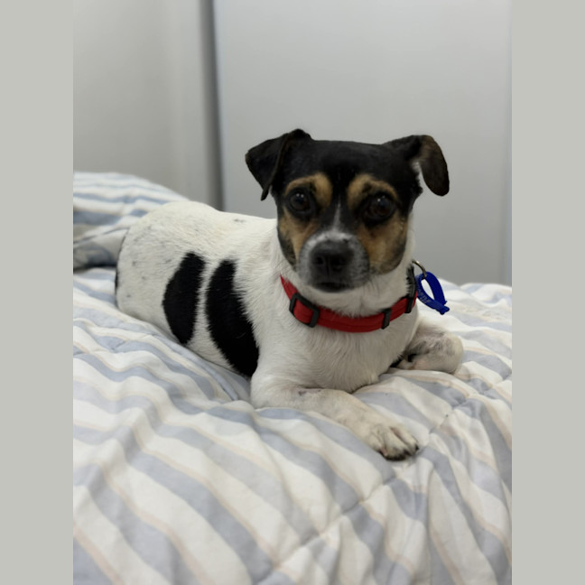 Photo of Oscar   6 Year Old Chihuahua X