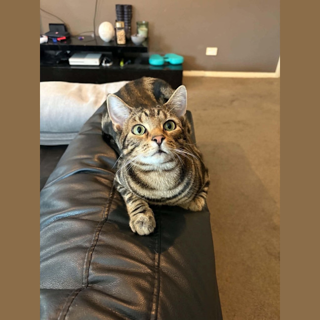 Photo of Simba   Assisted Rehome