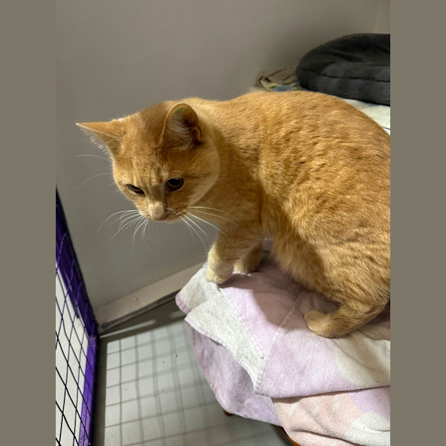 Photo of Ginger Meggs