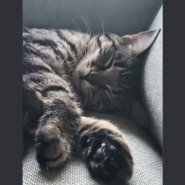 Photo of Cleo   In Foster In Melbourne