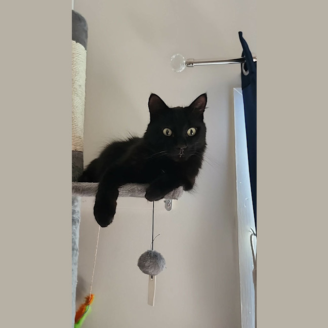 Photo of Luna