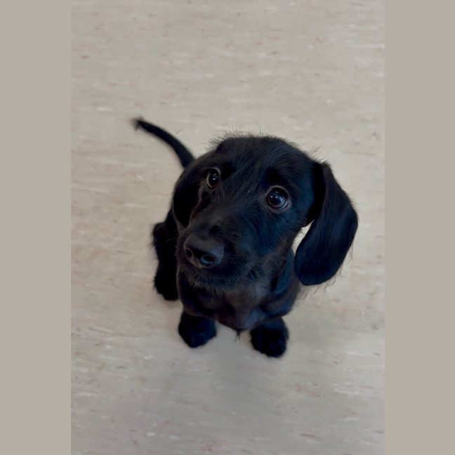 Photo of Fifi