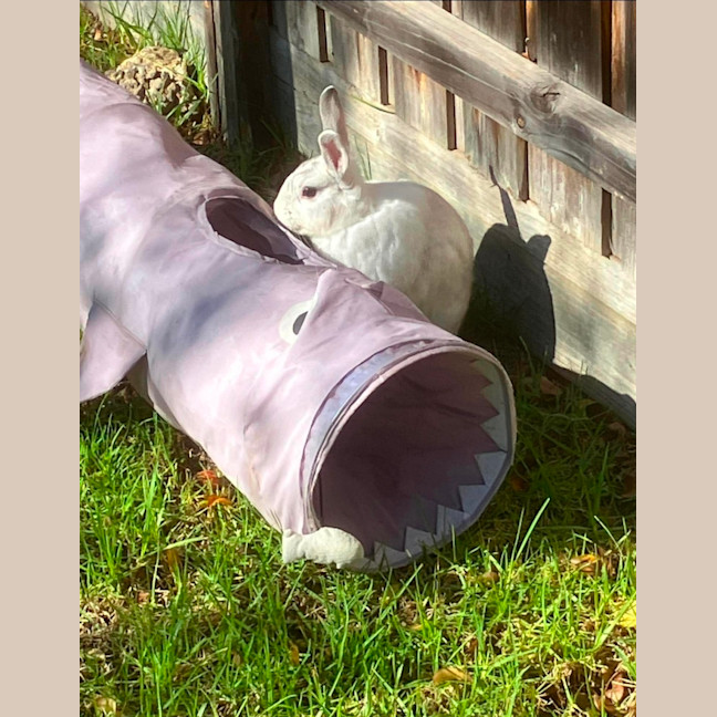 Photo of Juno