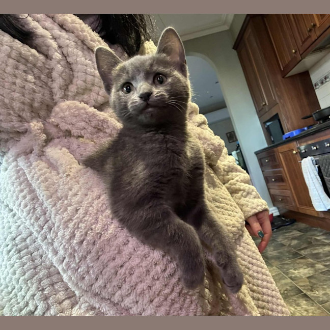 Photo of Artemis   Located In Preston