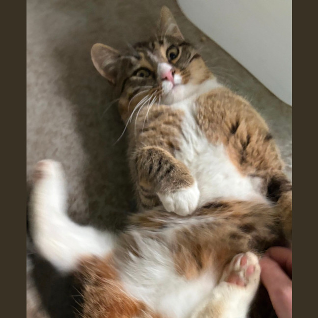 Photo of Wonton