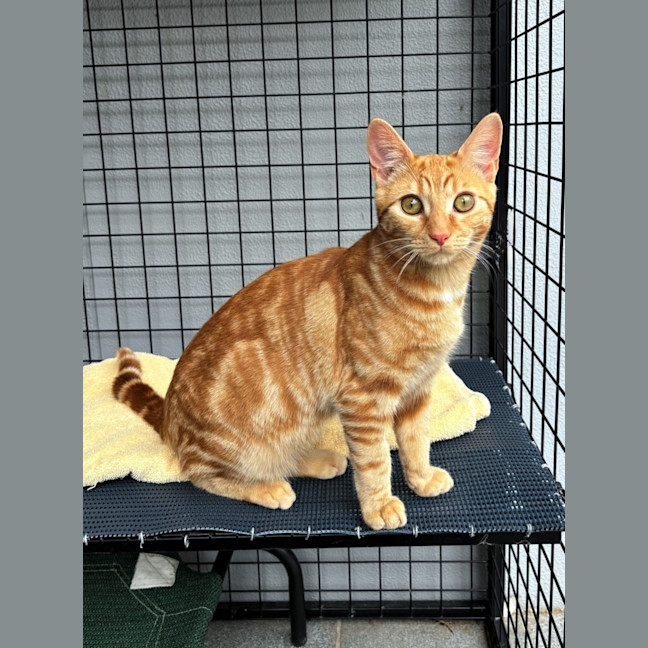 Photo of Carrot Stk012516