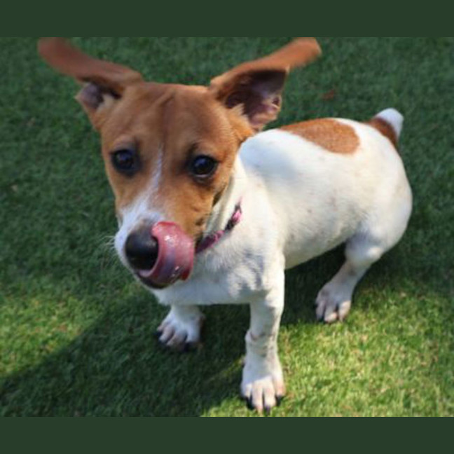 Photo of Cookie