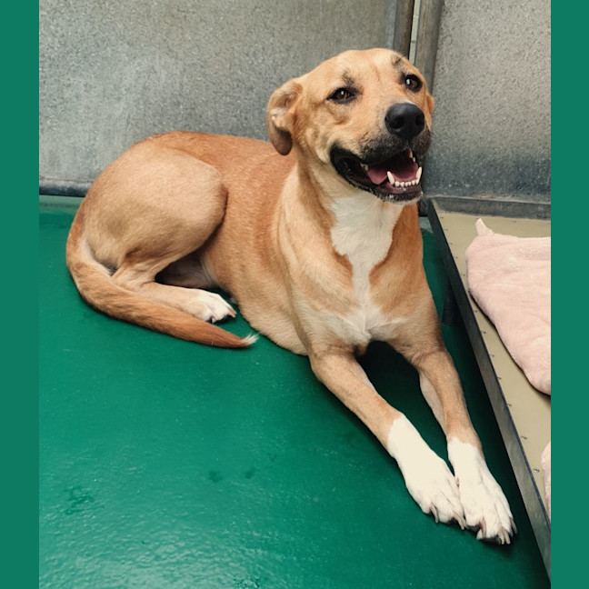 Photo of Lacey (60335)