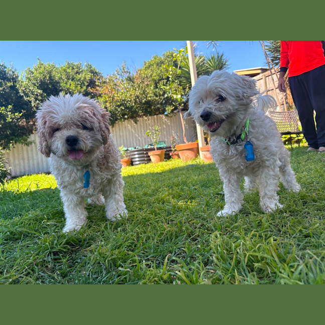 Photo of Simba And Lumi