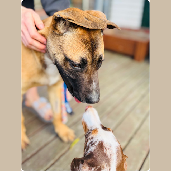Photo of 🤎 Bowie 🤎