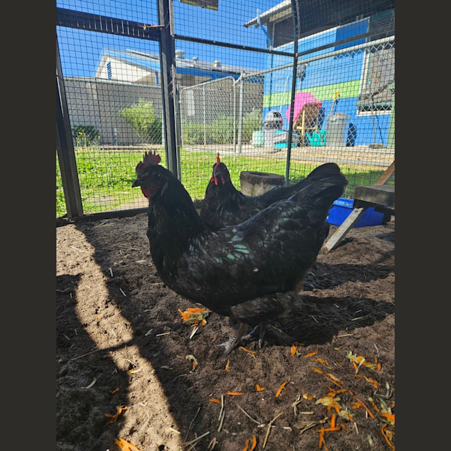 Photo of Oreo