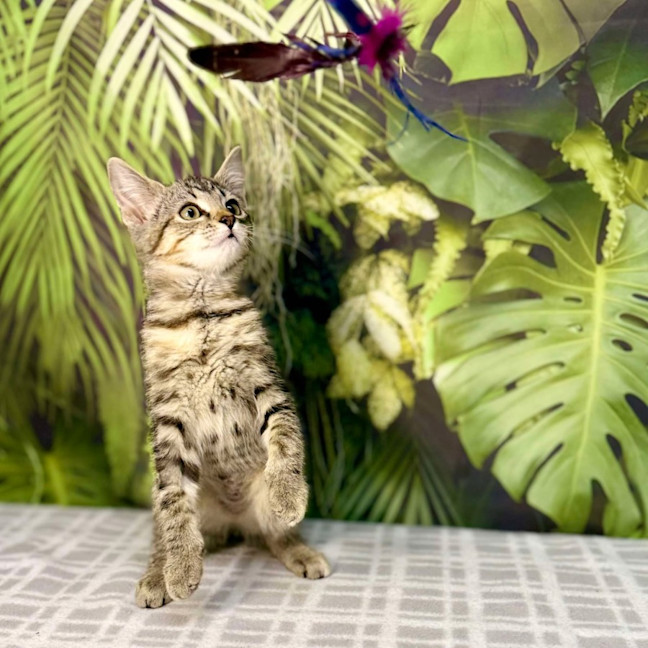 Photo of Uma   Located In Preston