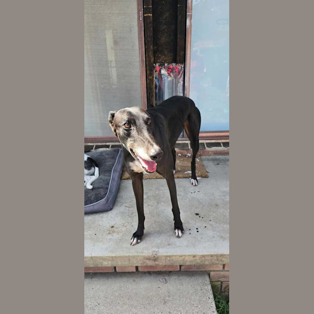 Photo of Prince, The Greyhound