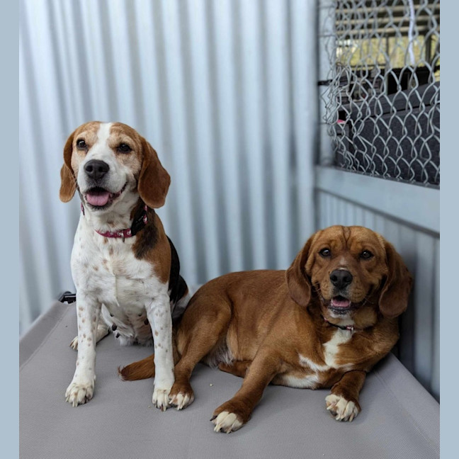 Photo of Ginger & Amy