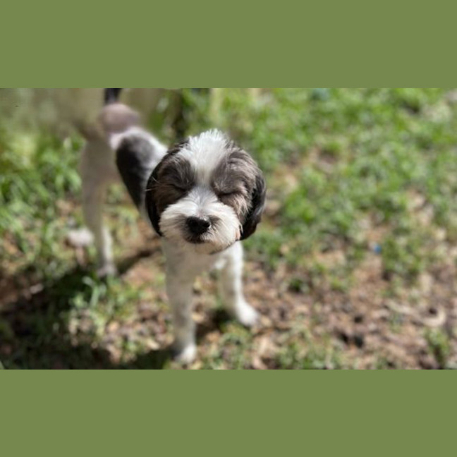 Photo of Noodle