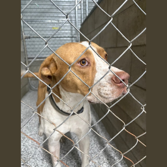 Photo of Rocky *$250 Adoption Fee*