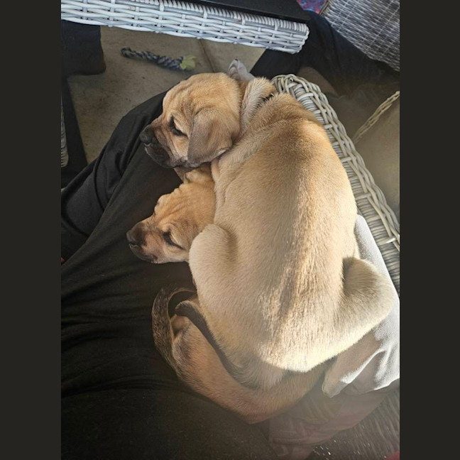 Photo of Admiral Albert